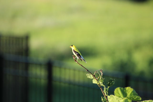Yellow Finch